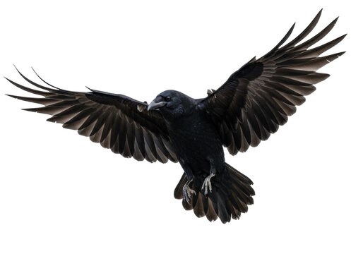 Majestic black raven flying isolated PNG, dark bird with outstretched wings on transparent background, wildlife and Halloween concept