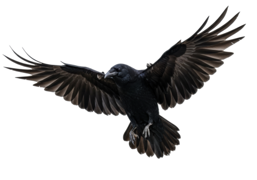Majestic black raven flying isolated PNG, dark bird with outstretched wings on transparent background, wildlife and Halloween concept
