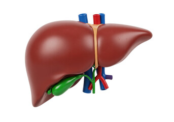 Human liver and gallbladder isolated PNG, anatomical model showing hepatic system with veins and...