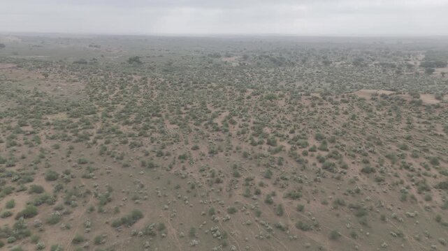 Aerial view of Thar Desert, Jaisalmer, Rajasthan, on a monsoon morning after rainfall, showing vibrant desert vegetation like Khejri, Rohida, Babool, and Ker trees, home to Thar wildlife.