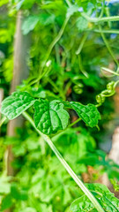bitter melon tree climbing in the garden