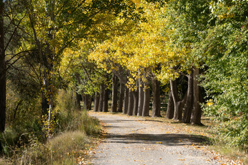 Beautiful autumn landscape under the sun and blue sky with yellow and ochre trees in the province of Teruel, Aragon, Spain.