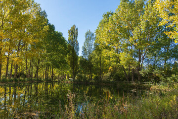 Poplar trees with yellow faded leaves, against the background forest lake. Autum scenery in the country of Teruel Aragon Spain