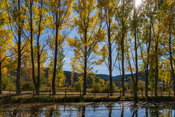 Poplar trees with yellow faded leaves, against the background forest lake. Autum scenery in the country of Teruel Aragon Spain