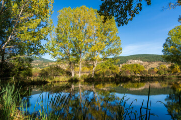 Poplar trees with yellow faded leaves, against the background forest lake. Autum scenery in the country of Teruel Aragon Spain