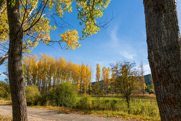 Poplar trees with yellow faded leaves, against the background forest lake. Autum scenery in the country of Teruel Aragon Spain