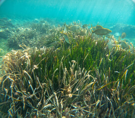The new Tabarca island opposite Santa Pola Alicante province Spain the marine reserve underwater view