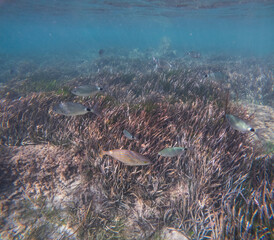 The new Tabarca island opposite Santa Pola Alicante province Spain the marine reserve underwater view