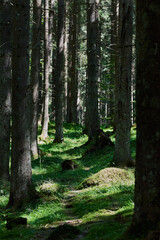 Rich, green vegetation among tall, old trees with shadows and light in the forest in Romania