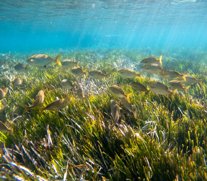 The new Tabarca island opposite Santa Pola Alicante province Spain the marine reserve underwater view