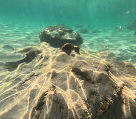 The new Tabarca island opposite Santa Pola Alicante province Spain the marine reserve underwater view with oblada melanura shoal
