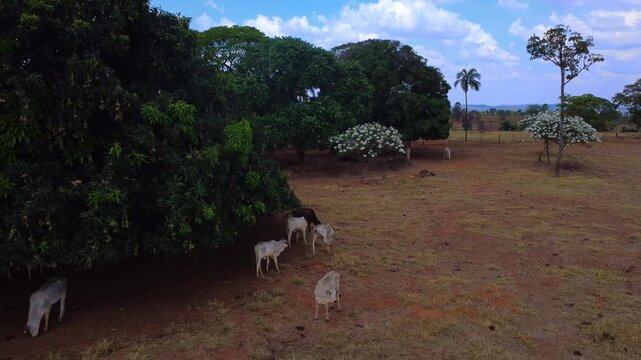 Drone sobre &aacute;rvore e ip&ecirc; branco com vacas em paisagem rural