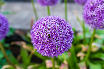 Detailed macro of a spherical purple allium flower with sharp petals and soft background. The shot...