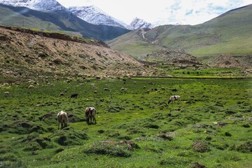Grazing herds on the lush green pastures of Yarlung Valley surrounded by rugged mountains in Lhoka (Shannan), Tibet. © Tenzin & Li