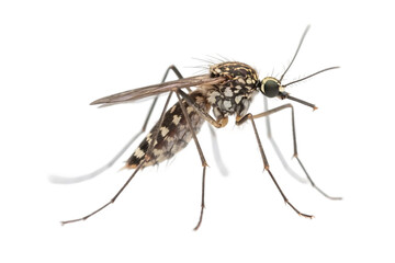 Close-up of a mosquito showing detailed patterns on its body and long legs.
