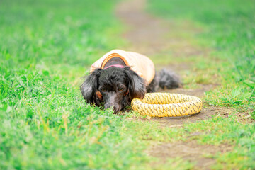 Small dog with its head down is lying next to a yellow puller toy on path in park