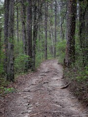 ATV trail in Ozark National Forest in Moccasin Gap Recreation Area in spring through trees