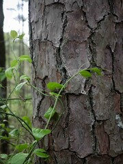 Close up of shortleaf pine tree trunk in Ozark National Forest with ivy branches