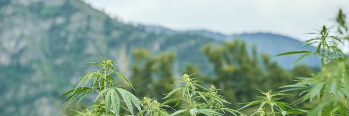 Cannabis plants in natural mountain landscape with lush greenery and scenic background.