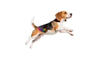 A beagle dog is seen jumping high with colorful patterns on its body, showcasing its playful and active nature.
