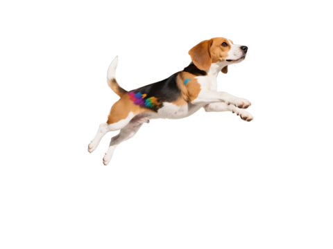 A beagle dog is seen jumping high with colorful patterns on its body, showcasing its playful and active nature.