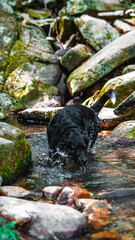 Dog Playing Animal Pet Labrador Beach Scenic Nature Summer Adventure Outdoors Travel Trip Hiking Lagoinha Leste Florianópolis Santa Catarina Brazil Tropical Paradise Landscape Vacation South America