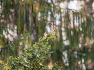 Common redpoll female, cute bird with bright red patch on its forehead sits on tree branch without leaves in sunny spring day.