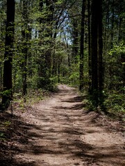 Scenic ATV trail in Ozark National Forest in Brock Creek Recreation Area in spring through trees