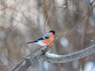 Bullfinch, pyrrhula pyrrhula, sitting on a branch without leaves in the autumn or winter.