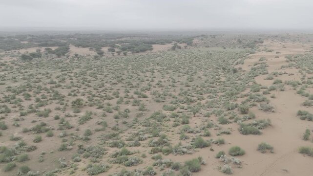 Aerial view of Khuri Sand Dunes, Jaisalmer, Rajasthan, on a monsoon morning after rain, showing moist dunes dotted with green desert vegetation like Khejri, Rohida, Babool, and Ker trees