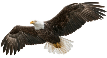 Obraz premium Bald eagle in flight against black background (1)