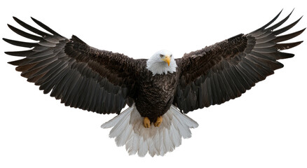 Naklejka premium Majestic bald eagle in flight