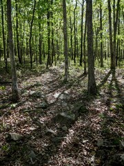 Ozark National Forest in Arkansas in springtime with trees and dirt