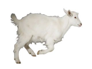 A white goat with fluffy fur is captured in mid - run, showcasing its small legs and agile movement.