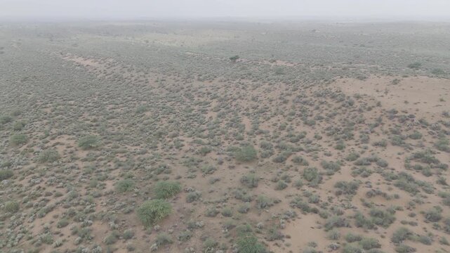 Aerial shot of Thar Desert in Jaisalmer, Rajasthan, showing vast sand dunes with native desert vegetation including Khejri, Rohida, Babool, and Ker trees, surrounded by Kair bushes, Peelu, Thor & Bui 