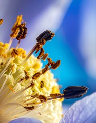 Extreme close-up of flower's stamen and pistil, showcasing vibrant colors