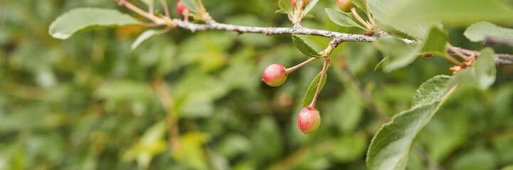 Close-up of unripe crabapples on branch with green leaves in a lush garden setting.