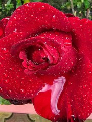 Red rose with water droplets.