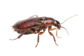 Fototapeta premium Close-up shot of a brown cockroach with visible antennae and legs on a plain white background.