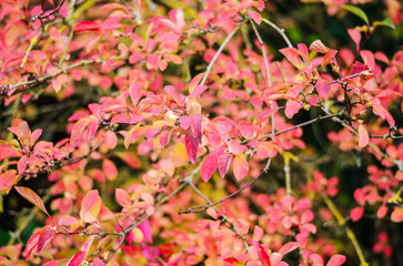 Bright autumn leaves of ornamental shrub creating soft natural texture background