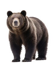 Fototapeta premium A brown bear is prominently displayed, showcasing its thick fur and sturdy build in a natural setting.