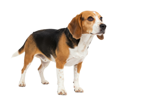 Alert beagle dog isolated PNG, tricolor hound with floppy ears standing on transparent background, domestic animal for pet-related designs