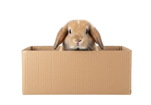 Adorable tan lop-eared rabbit in a cardboard box isolated PNG, cute bunny pet for animal lovers and design projects - Powered by Adobe
