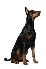 A Doberman Pinscher is sitting upright, showcasing its black and brown coat with an alert and attentive expression.