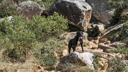 Dog Playing Animal Pet Labrador Beach Scenic Nature Summer Adventure Outdoors Travel Trip Hiking Lagoinha Leste Florianópolis Santa Catarina Brazil Tropical Paradise Landscape Vacation South America