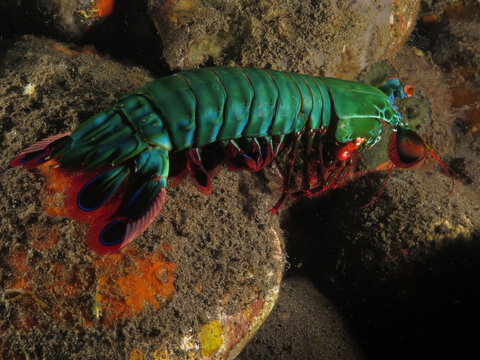 Mantis shrimp from Bali