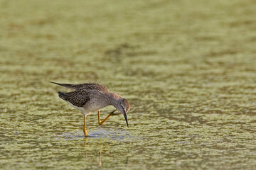 Lesser Yellowlegs, Tringa flavipes, scratching head