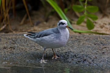 Fototapeta premium Red Phalarope, Phalaropus fulicarius, by the water's edge