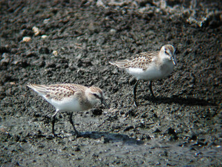 Pair of Semipalmated Sandpiper, Calidris pusilla