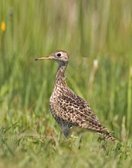 Upland Sandpiper, Bartramia longicauda, in grassy cover